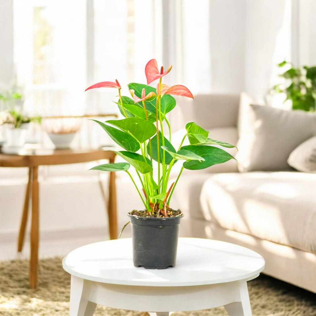 Anthurium Pink Plant - Flamingo Flower, Tailflower Plant