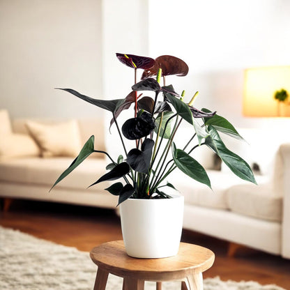 Anthurium Black Plant - Flamingo Flower, Tailflower Plant