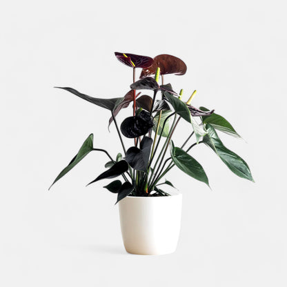 Anthurium Black Plant - Flamingo Flower, Tailflower Plant