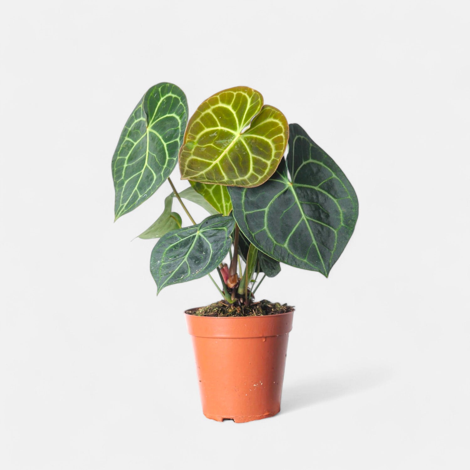 anthurium clarinervium buy online Buy Anthurium Clarinervium Plant online at best price