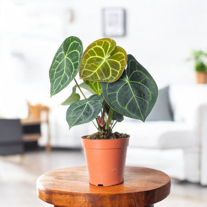 best soil for anthurium clarinervium Buy Anthurium Clarinervium Plant online at best price