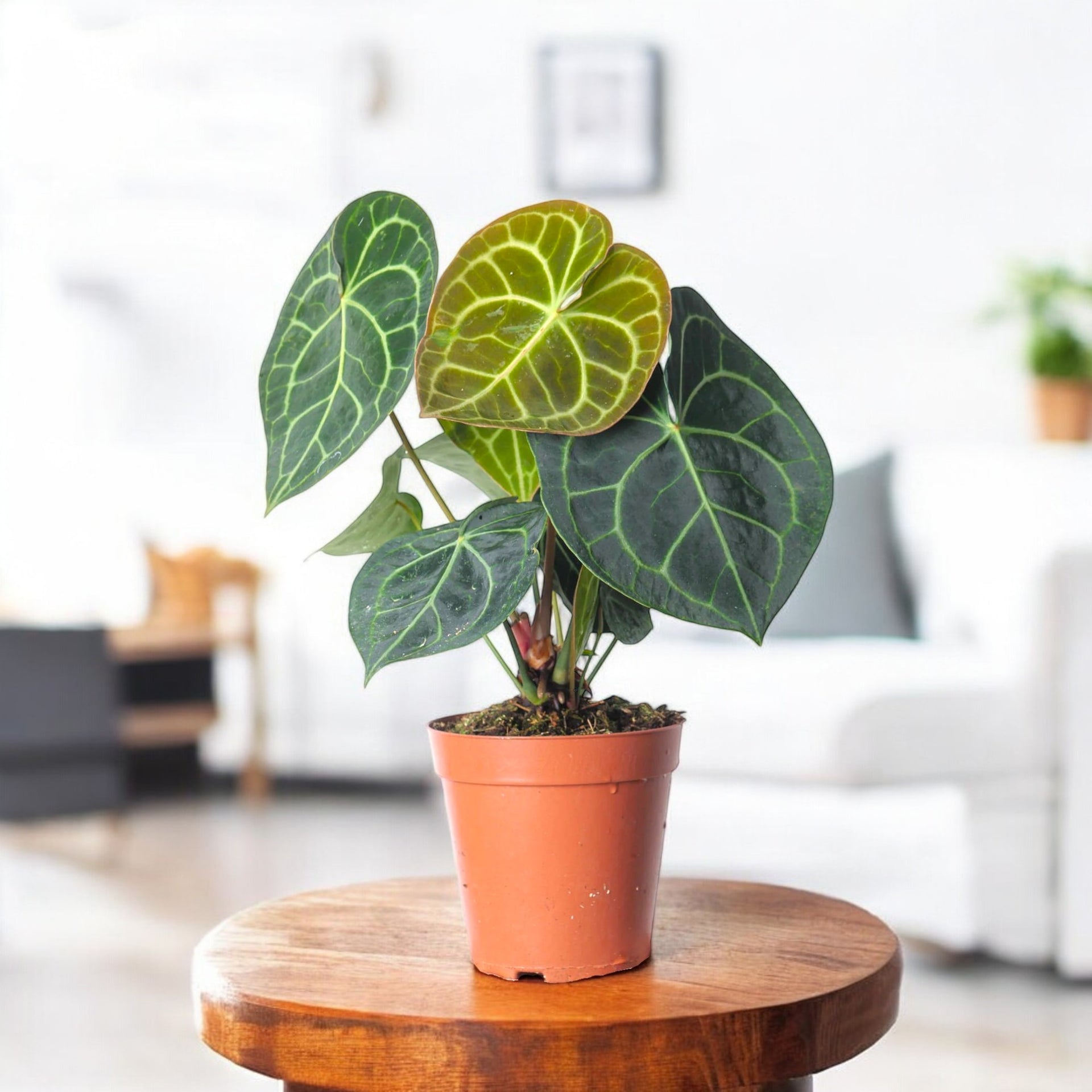 Buy Anthurium Clarinervium Plant online at best price