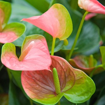 Anthurium Tricolor - Flamingo Flower, Laceleaf, Tailflower Plant