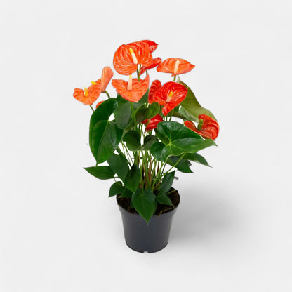 anthurium flower cost in india Buy Anthurium Orange Plant online at best price