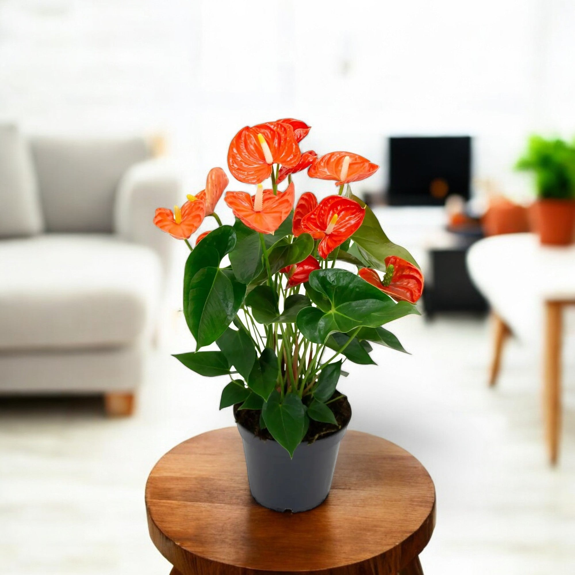 Anthurium Orange Plant - Tailflower Plant