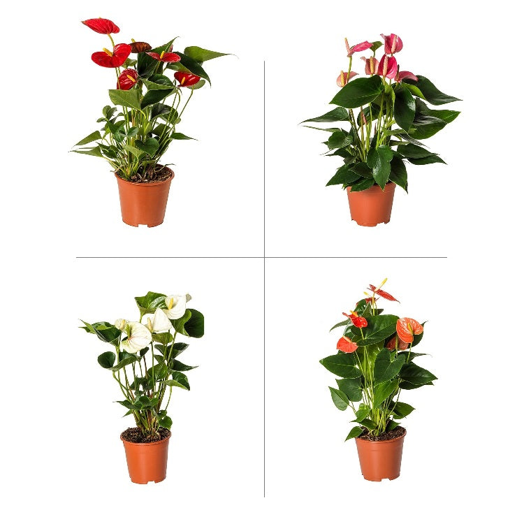 Anthurium Plant Pack (Pack of 4 Colors)