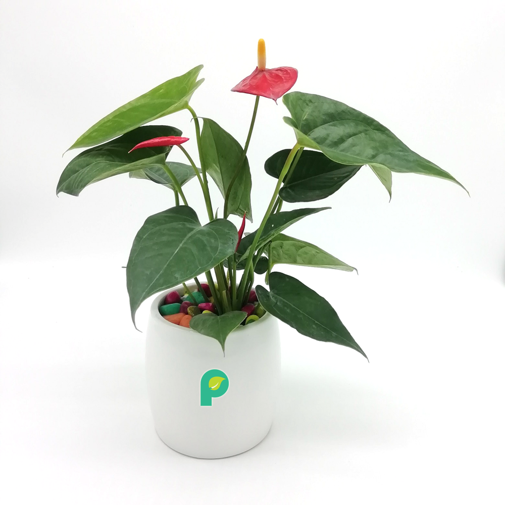 Anthurium Red Plant in White Ceramic Cylindrical Planter