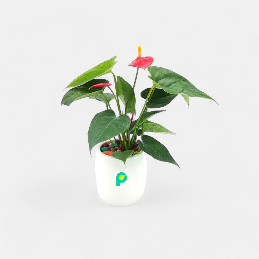 Anthurium Red Plant in White Ceramic Cylindrical Planter