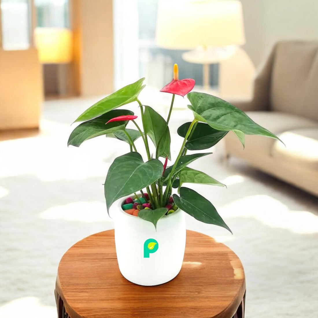 Anthurium Red Plant in White Ceramic Cylindrical Planter