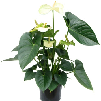 Anthurium White - Flamingo Flower, Laceleaf, Tailflower Plant