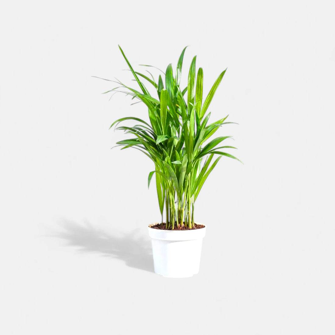 Areca Palm Indoor Plant (pot included: white color)