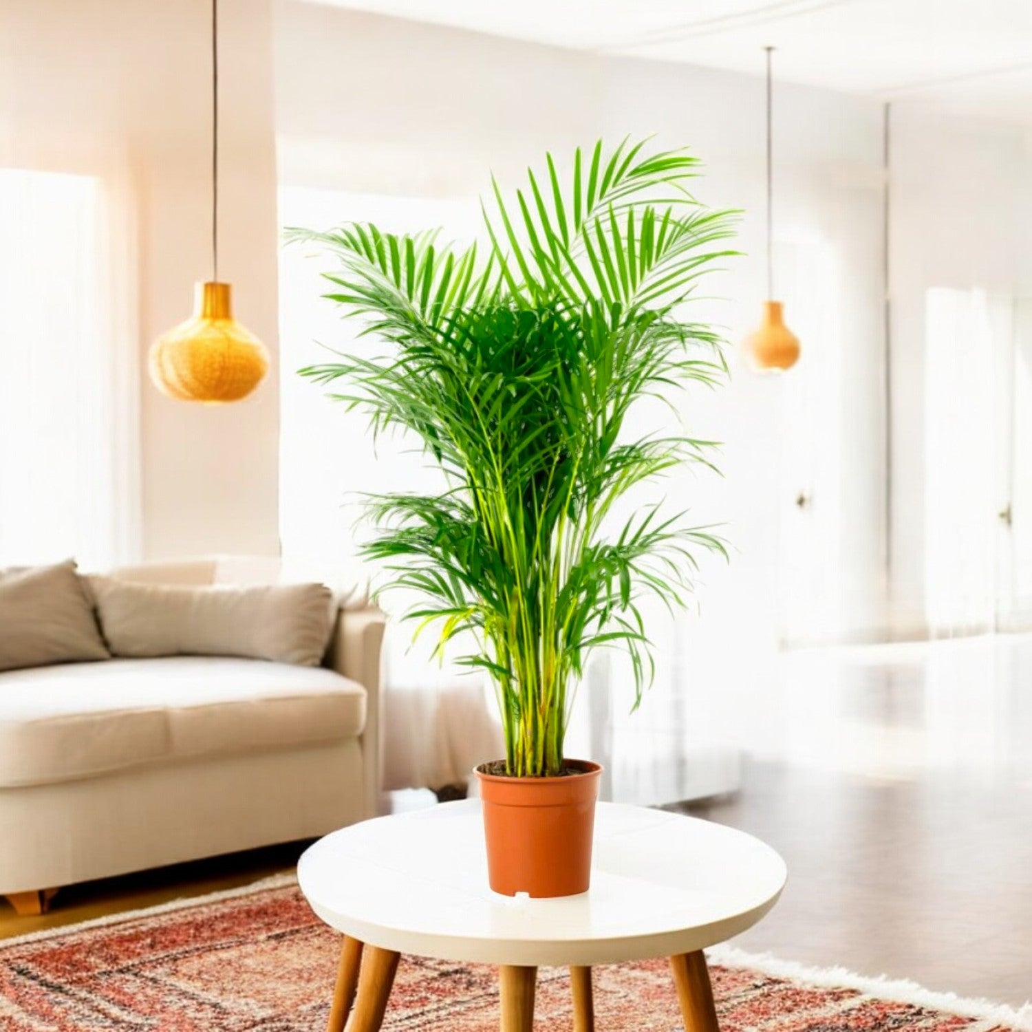 Areca Palm Plant - Live Indoor Air Purify House Plant (Height: 2-3 feet)