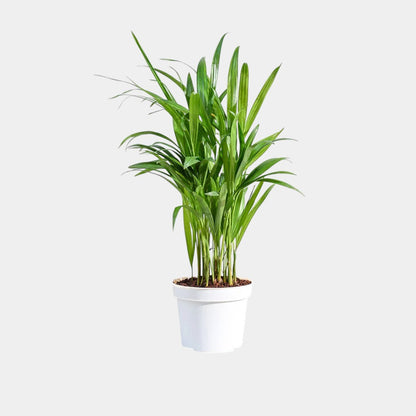 Areca Palm Plant - Indoor Air Pufier Plant (pot included)