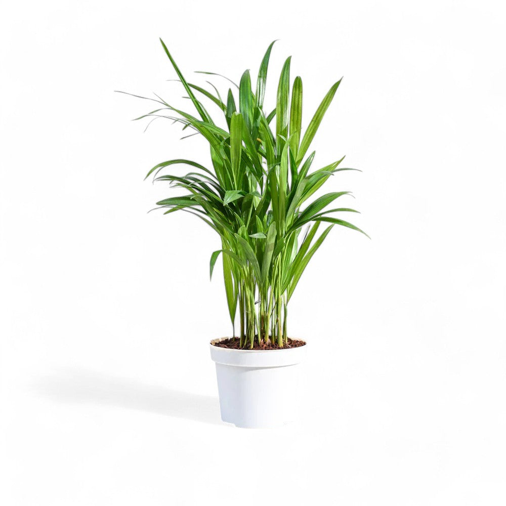 Areca Palm Plant - Indoor Air Pufier Plant (pot included)