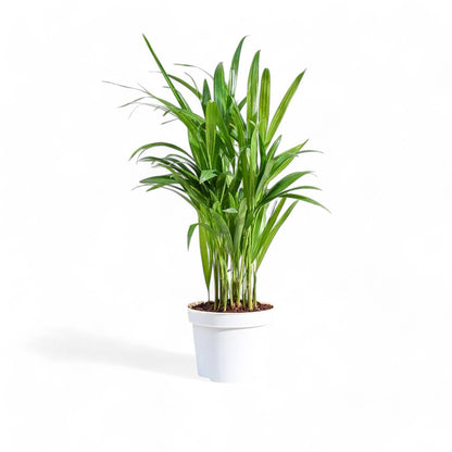 Areca Palm Plant - Indoor Air Pufier Plant (pot included)