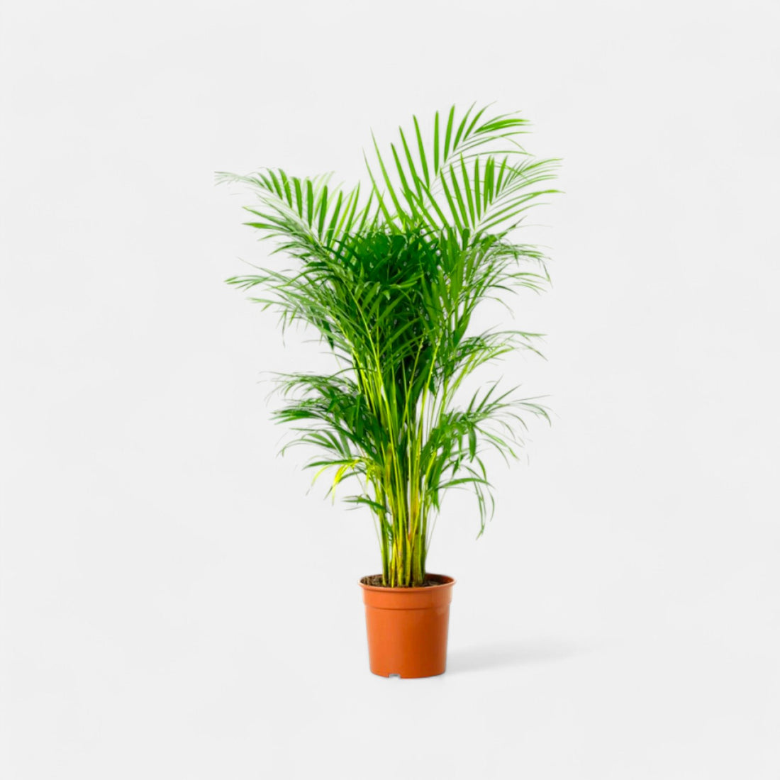 Areca Palm Plant in 6 inch Pot - (Height: 2-3 feet)