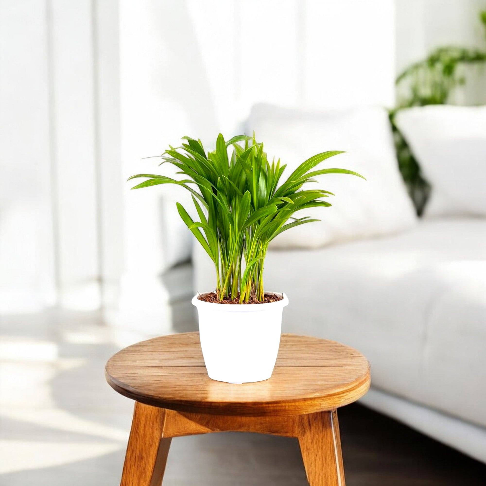 Areca Palm Plant (small) - in White Pot (3-4 Inch)