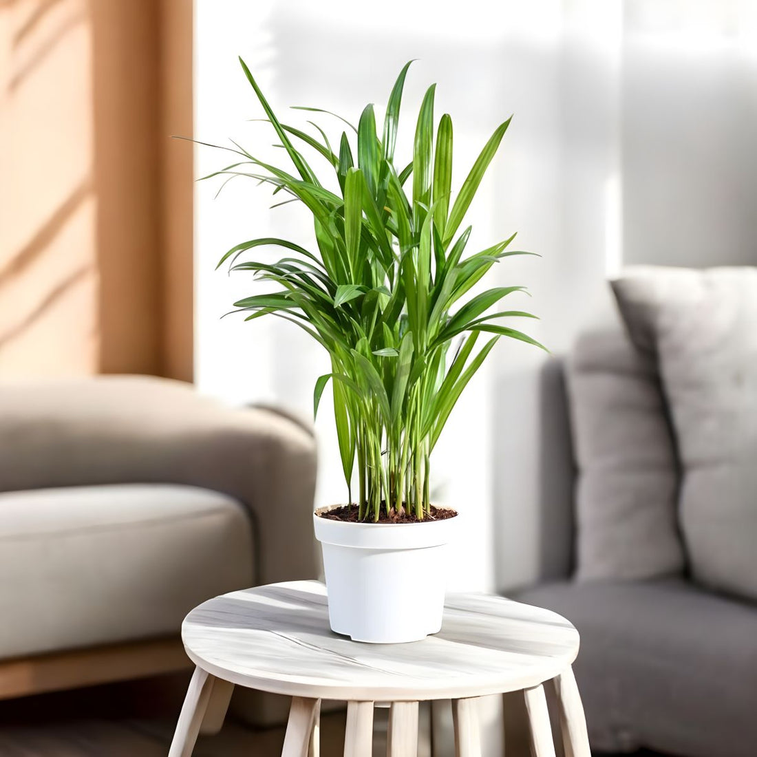 Areca Palm Indoor Plant (pot included: white color)