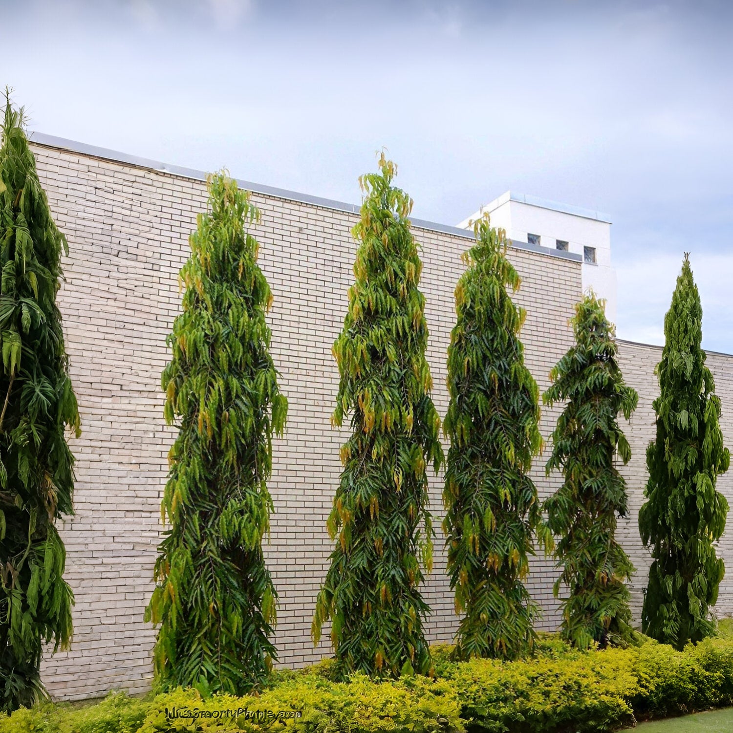 Ashoka Tree - Polyalthia longifolia