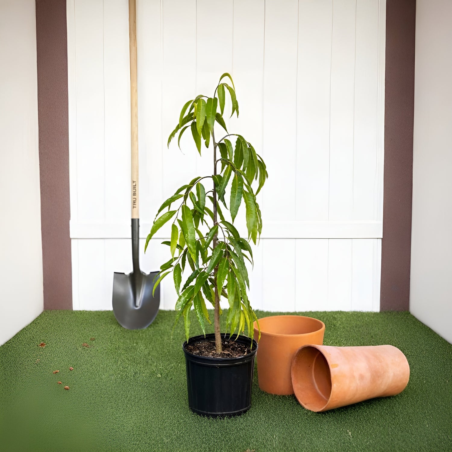 Ashoka Tree - Polyalthia longifolia