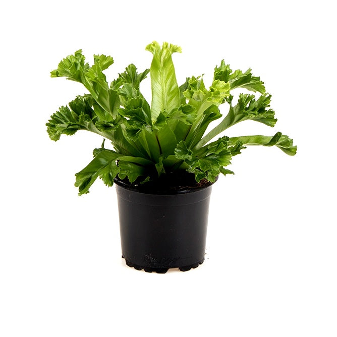 Asplenium Leslie - Asplenium Nidus, Bird Nest Fern Plant