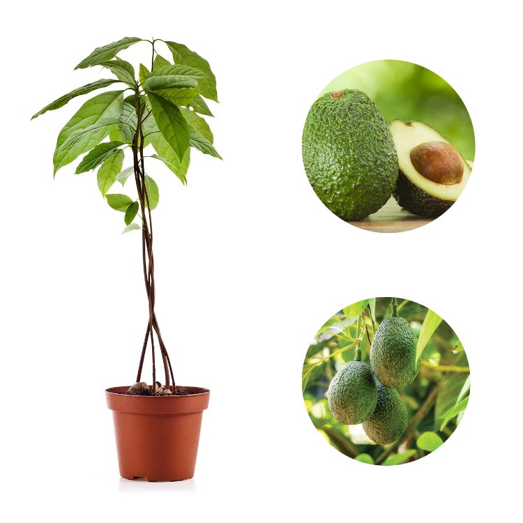 Avocado Plant (Grafted) - Butter Fruit Plant