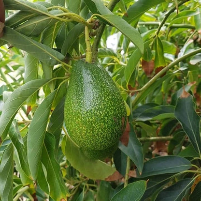 Avocado Plant (Seed Grown) - Butter Fruit Plant