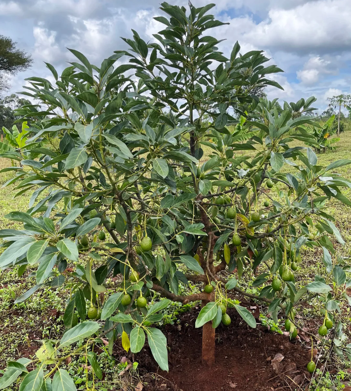 Avocado Plant (Seed Grown) - Butter Fruit Plant