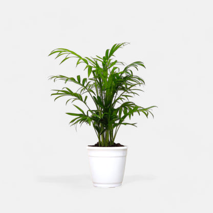 Bamboo Palm Plant - Indoor Houseplant