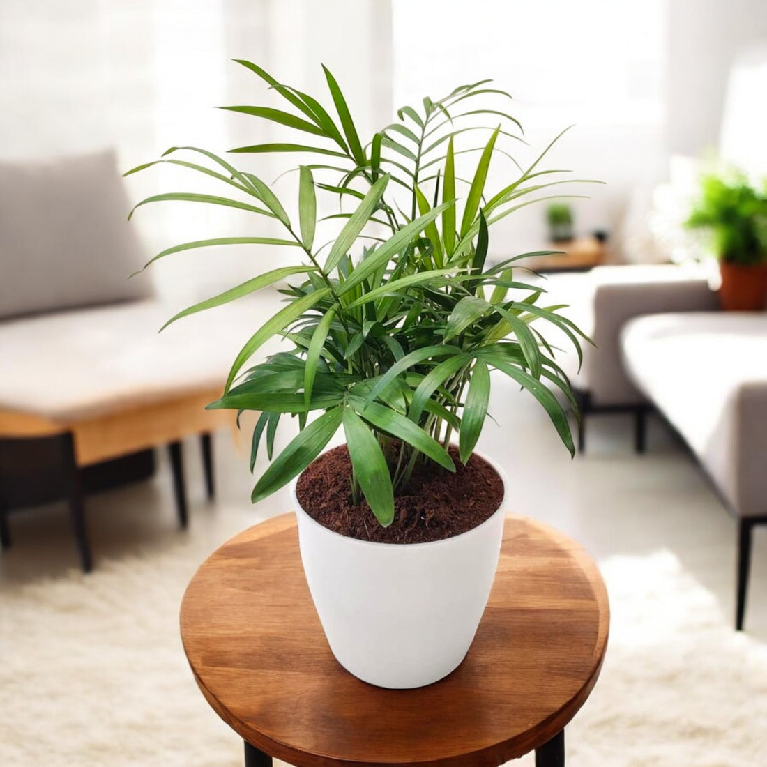 Bamboo Palm Plant - Indoor Houseplant