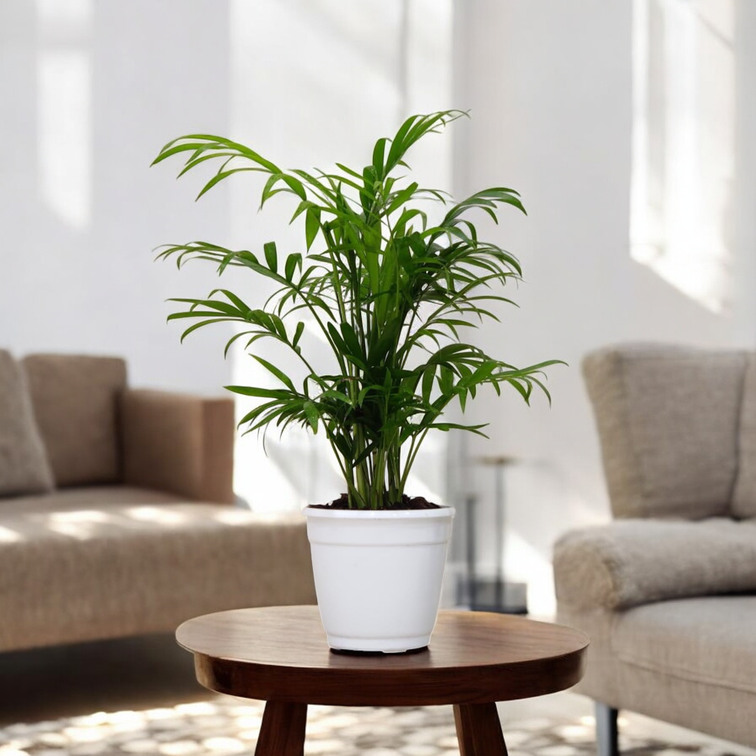 Bamboo Palm Plant - Indoor Houseplant