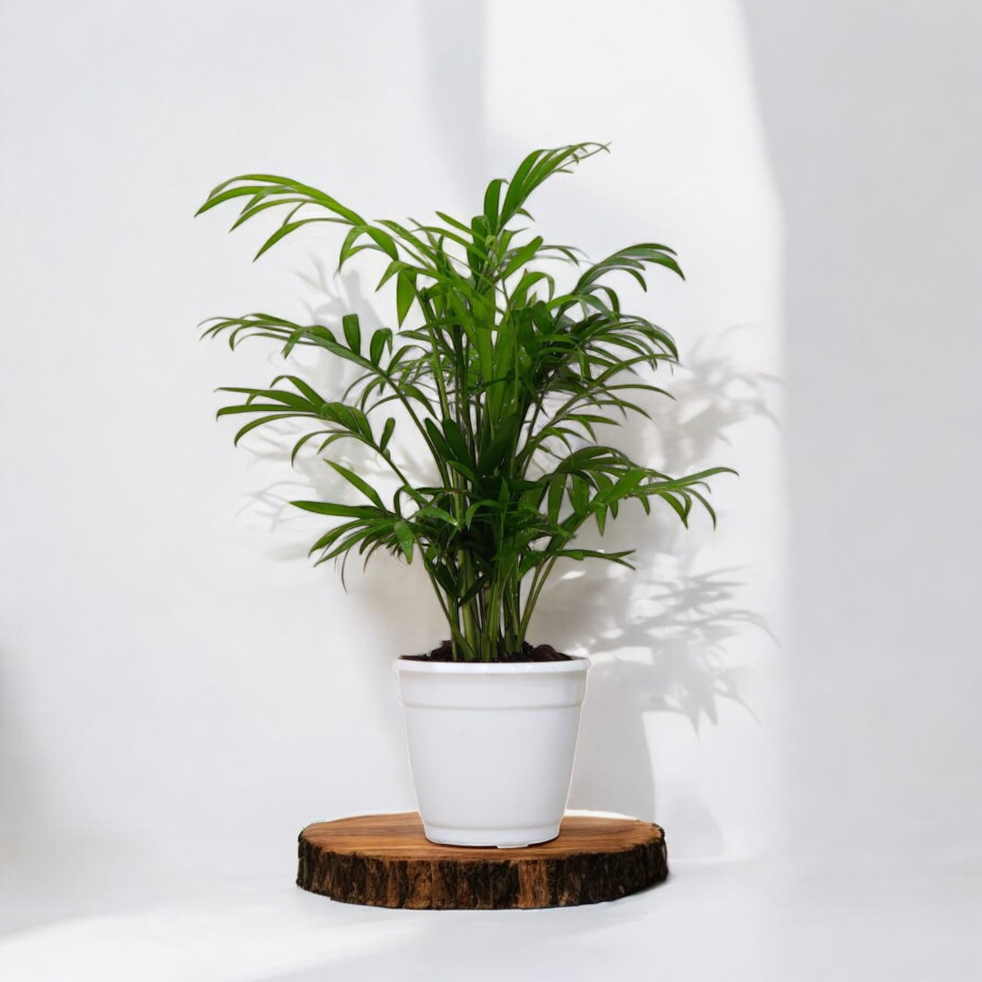 Bamboo Palm Plant - Indoor Houseplant