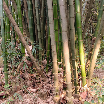 Dendrocalamus Tulda – Bamboo Plant