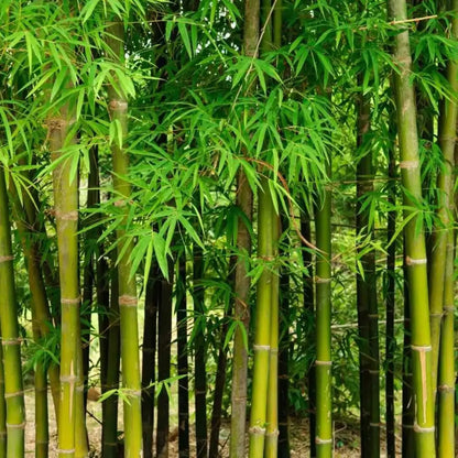 Dendrocalamus Tulda – Bamboo Plant