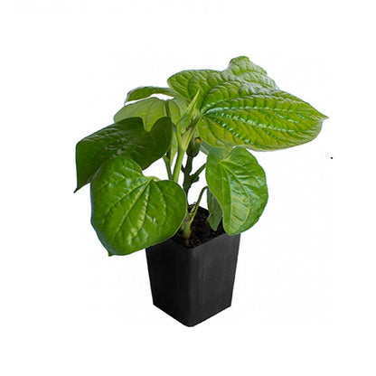 Banarasi Paan Plant - Peper Betel, Betel leaf Plant