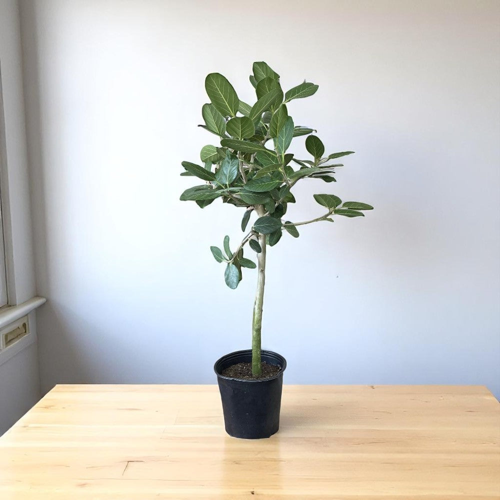 Brdag Tree Buy Banyan Tree - Wadh, Bargad Tree online at best price