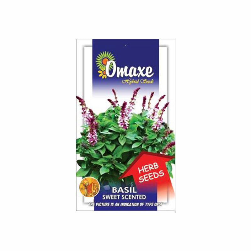 Omaxe Basil Sweet Scented Seeds (80-100 Seeds)