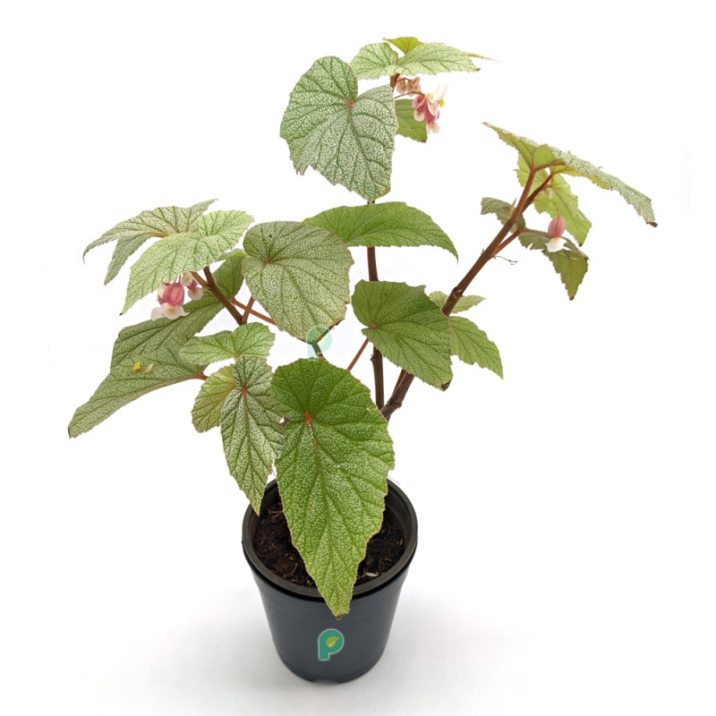 Begonia Don Miller Plant