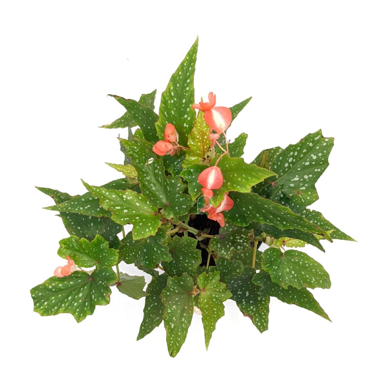 Begonia Maculata Plant