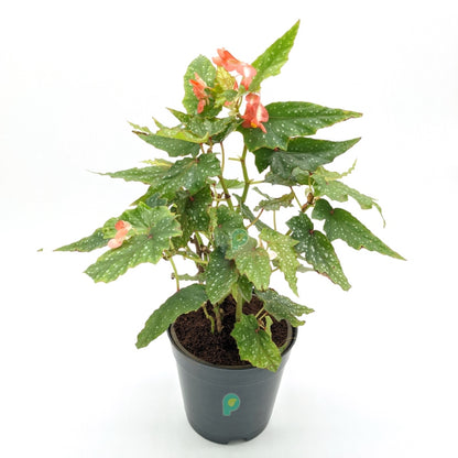 Begonia Maculata Plant