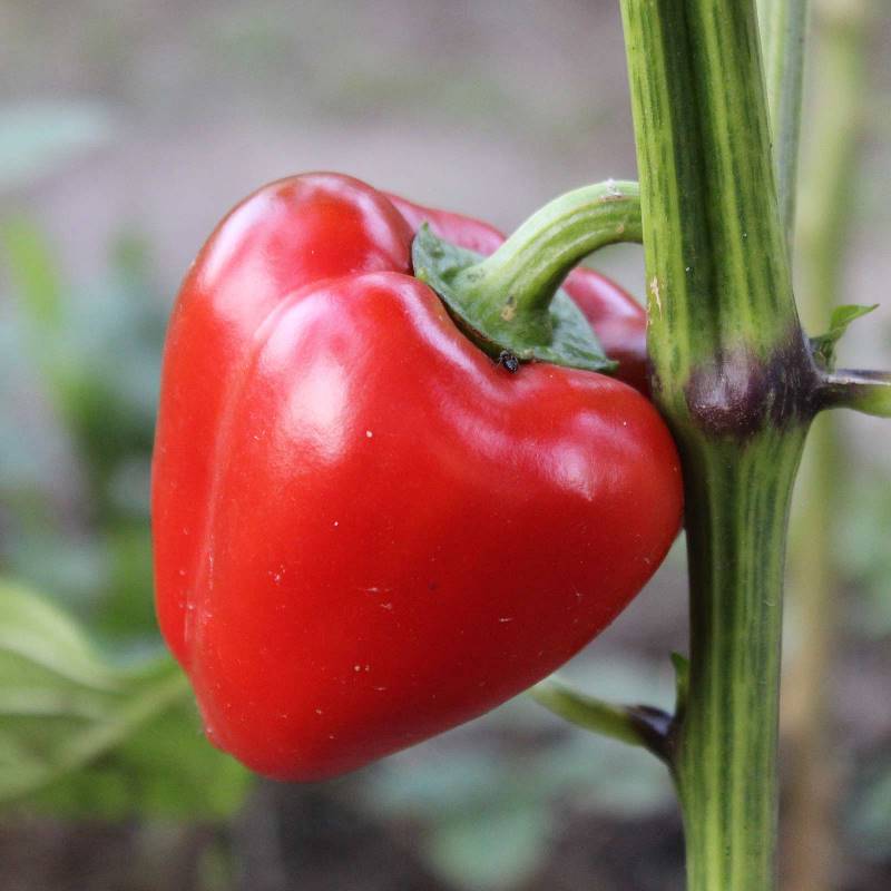 BellPepper Mini Red Imported (30 seeds) - omaxe seeds