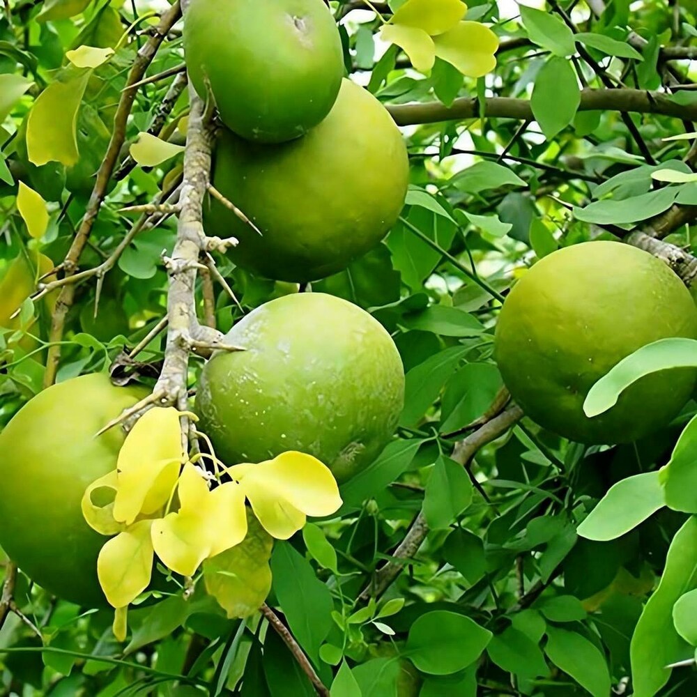 Bel Patra Plant, Bilva Patra, Tripatra, Stone apple, Wood apple, Aegle Marmelos