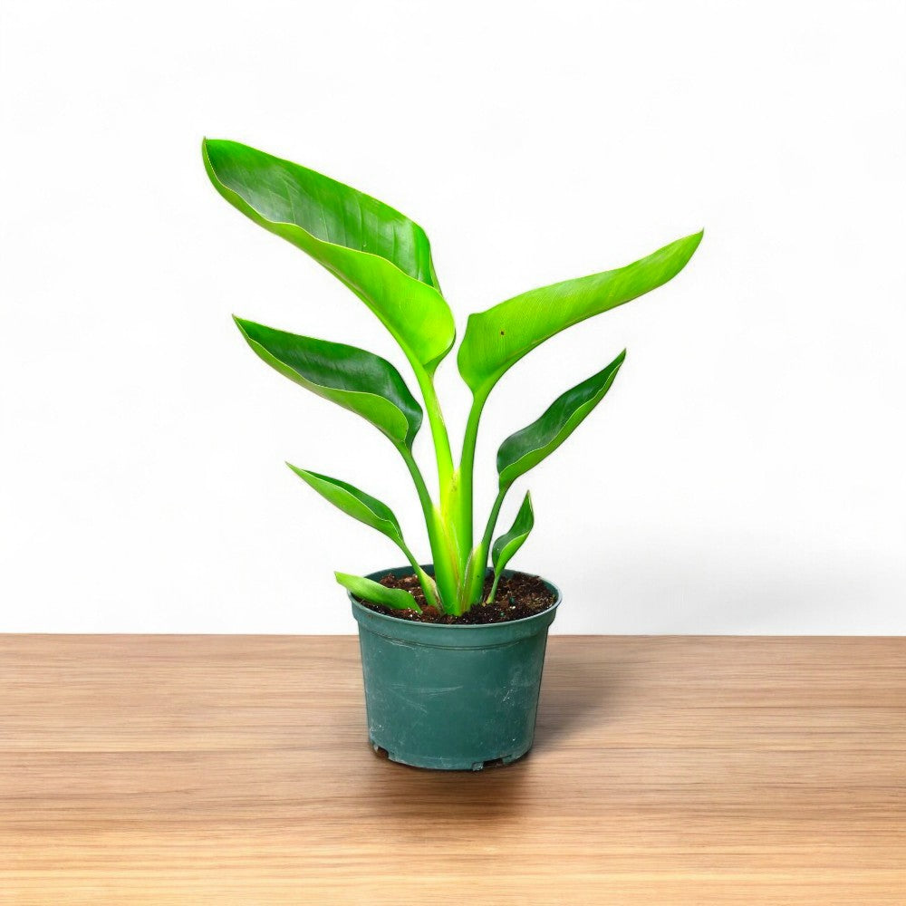 Bird of Paradise Plant, Crane Flower, Strelitzia Reginae