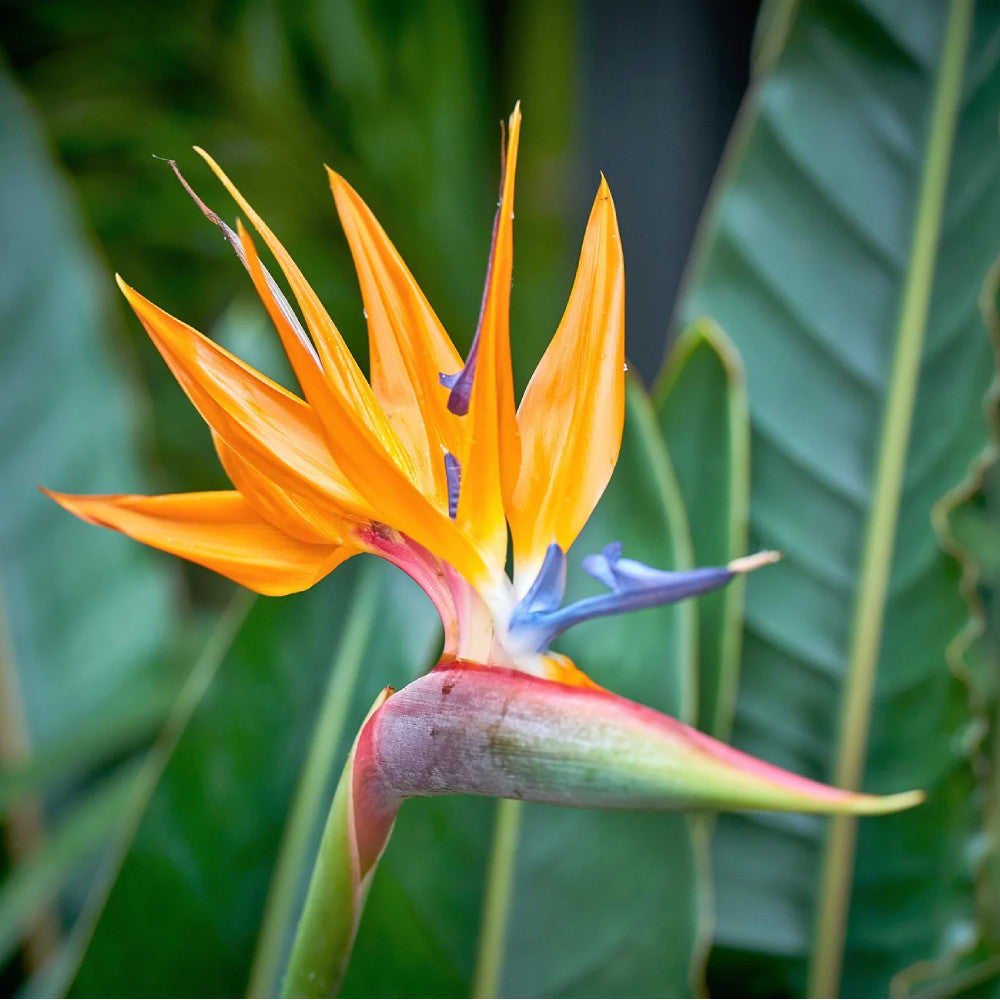 Bird of Paradise Plant, Crane Flower, Strelitzia Reginae