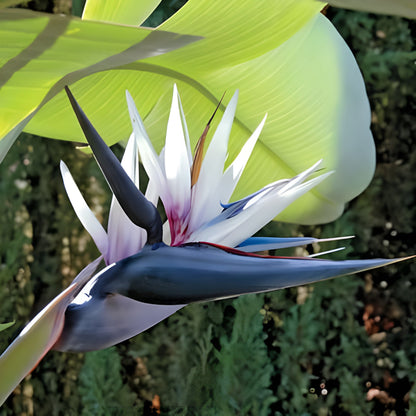 Bird of Paradise White Plant, Crane Flower, Strelitzia Nicolai