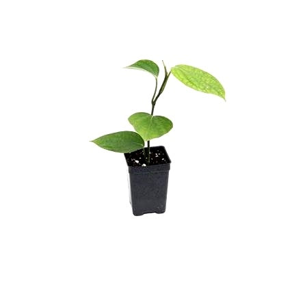 Kali Mirch Plant - Black Pepper