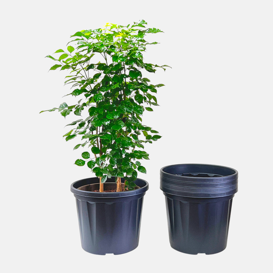 Blossom Pot 14&quot; | Pack of 5 | Heavy Duty Planter for Indoor-Outdoor Garden