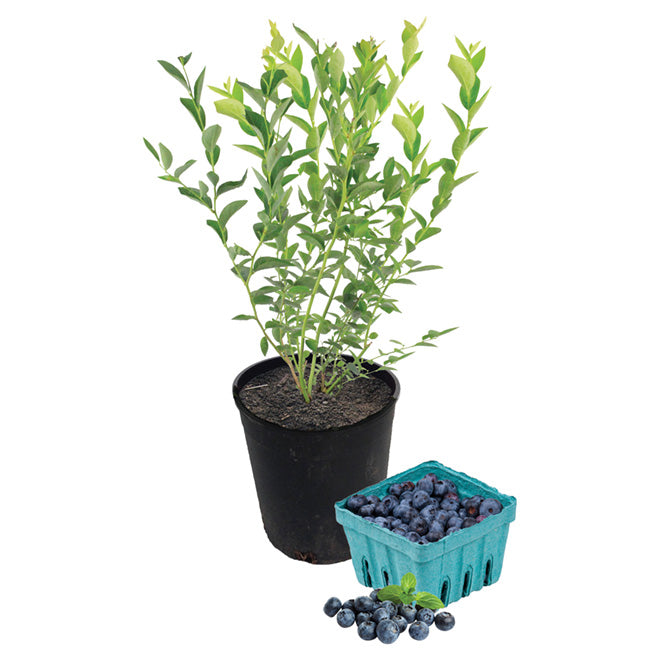 Blueberry Fruit Plant
