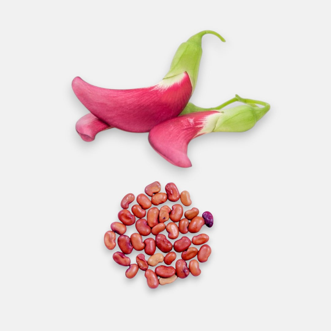 Bokful, Hummingbird Seeds