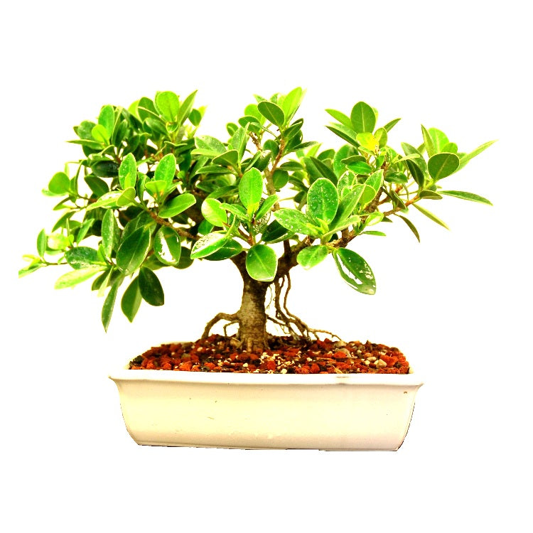 Ficus Iland Dwarf Bonsai - 5 Years